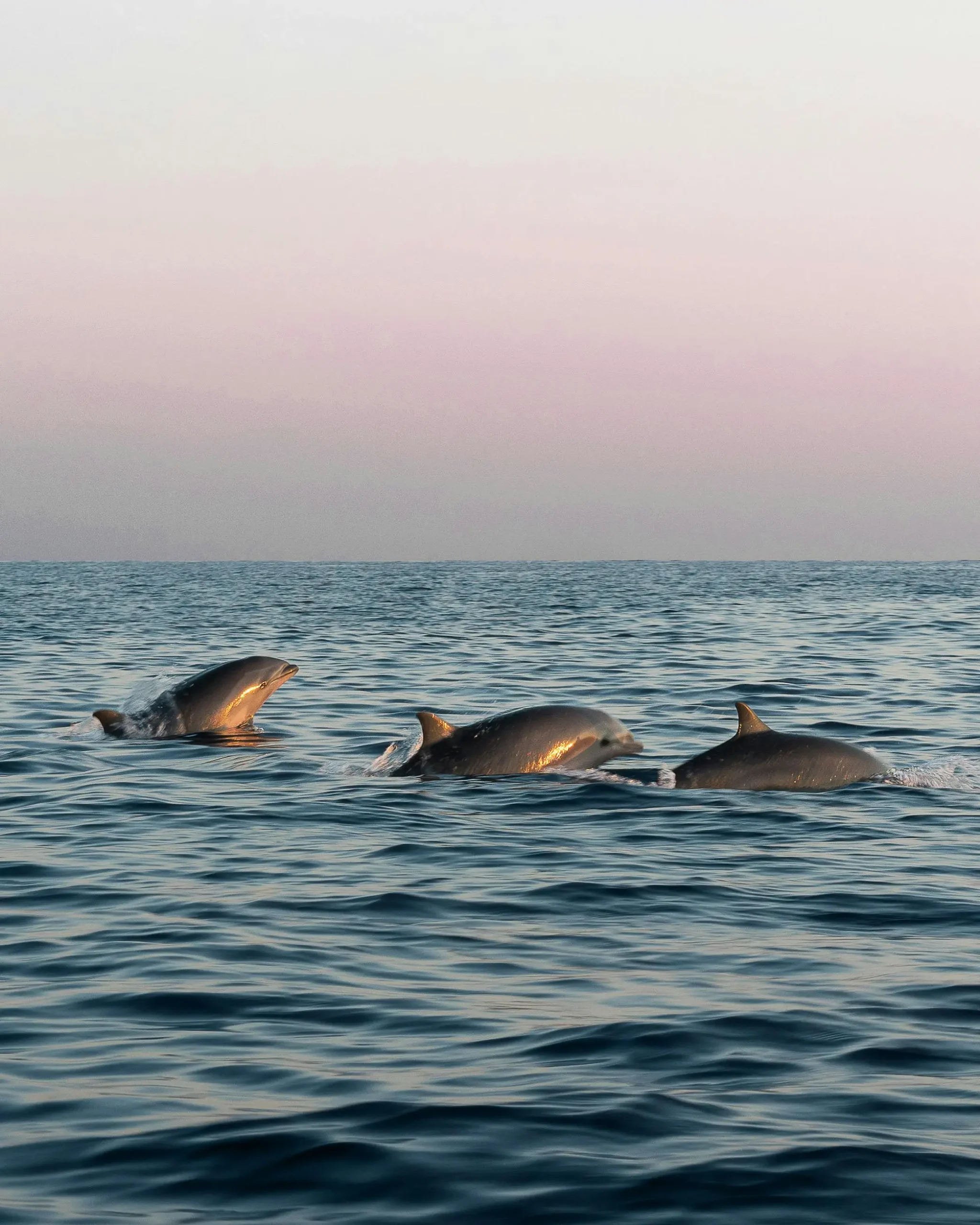 Chilika Dolphin Special